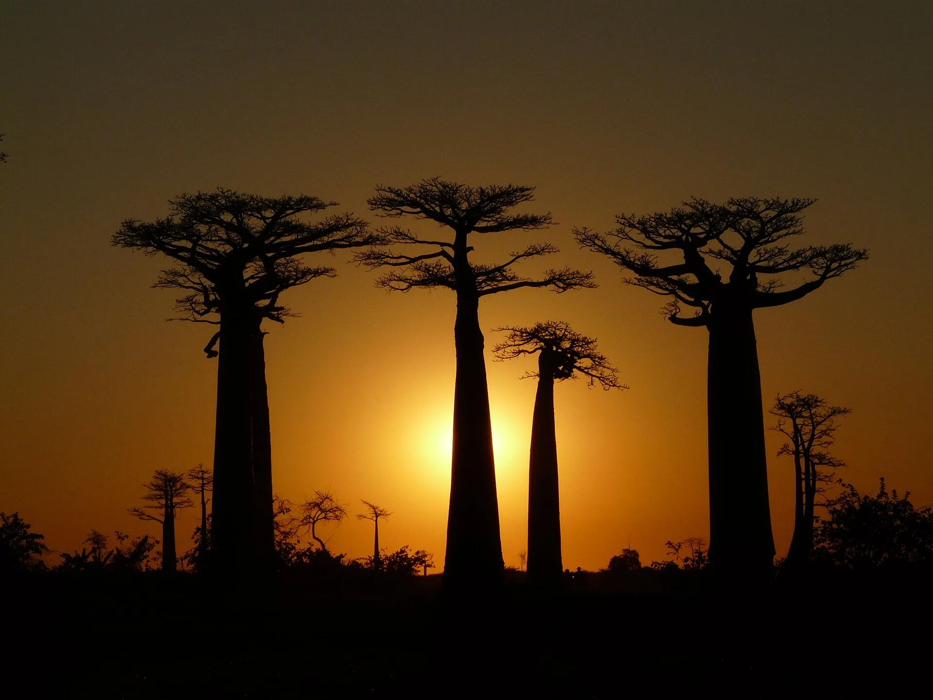 Baobabs géants le long de la piste près de Morondava à Madagascar